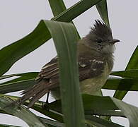 Yellow-bellied Elaenia