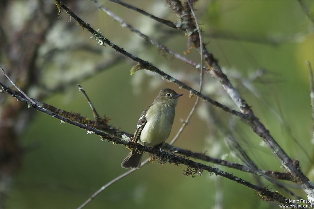 Sierran Elaeniaadult, identification