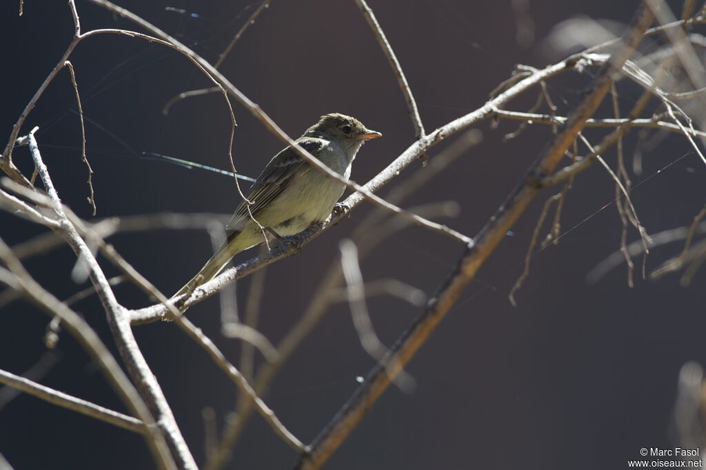 Sierran Elaeniaadult, identification