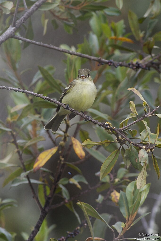 Sierran Elaeniaadult, identification