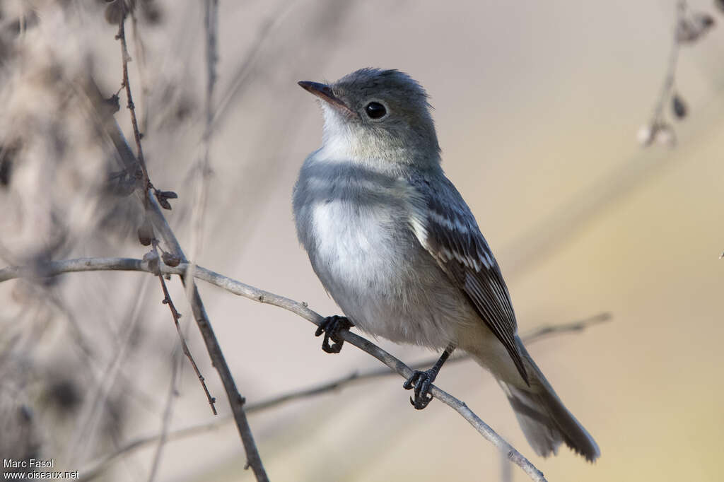 Chilean Elaeniaadult post breeding, identification