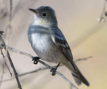 Chilean Elaenia