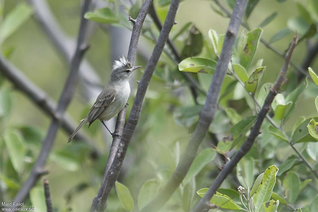 Élénie gris et blancadulte, identification