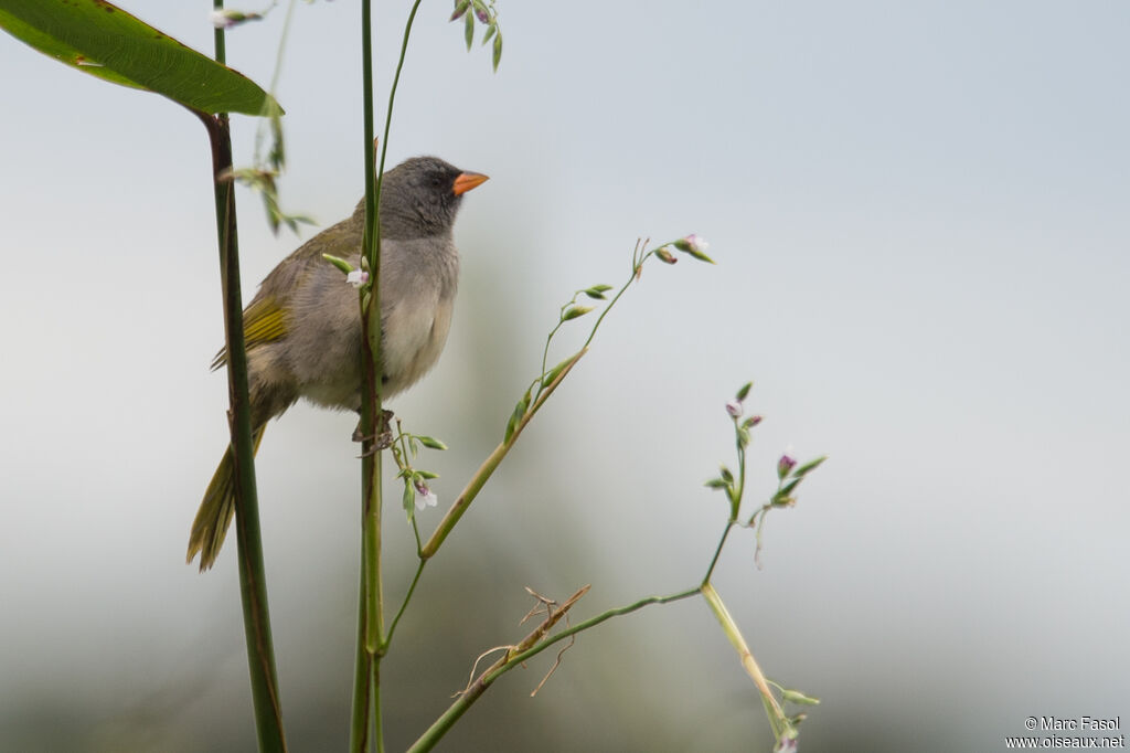 Pampa Finchadult, identification