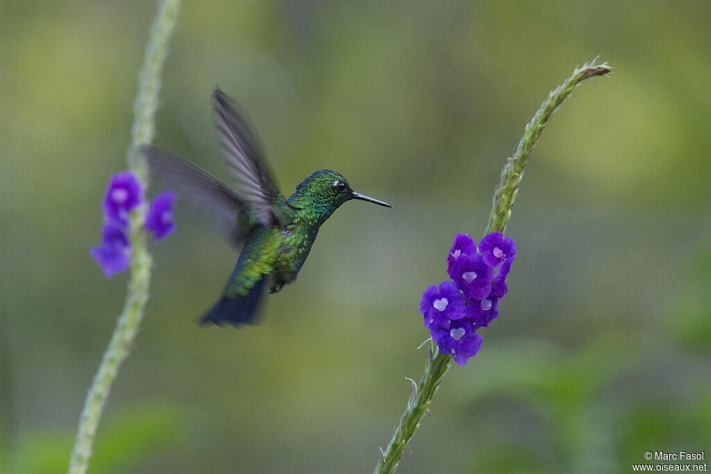 Blue-tailed Emeraldadult, Flight