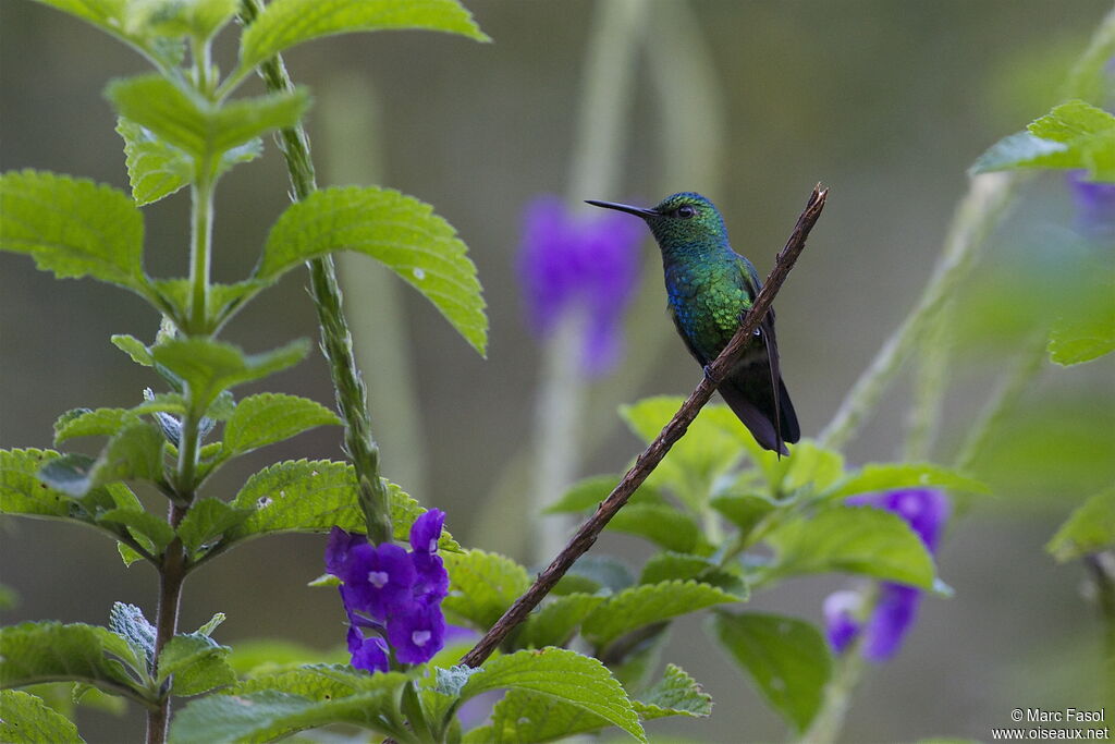 Blue-tailed Emeraldadult, identification