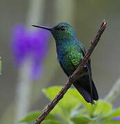 Blue-tailed Emerald