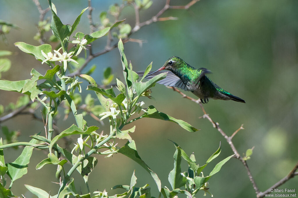 Glittering-bellied Emerald male adult, Flight