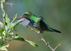 Glittering-bellied Emerald