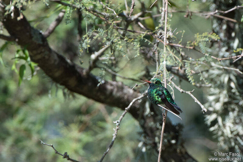 Glittering-bellied Emerald male adult, identification