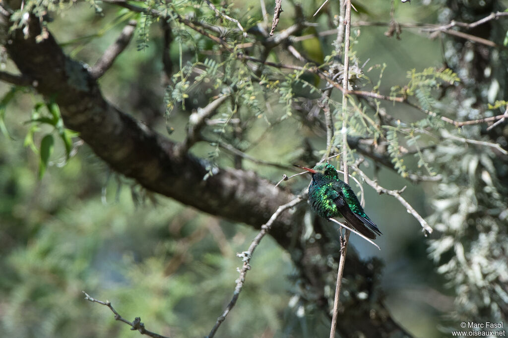 Glittering-bellied Emerald male adult, identification