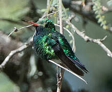 Glittering-bellied Emerald