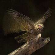 Scissor-tailed Nightjar