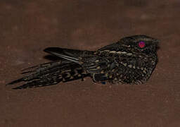 Scissor-tailed Nightjar