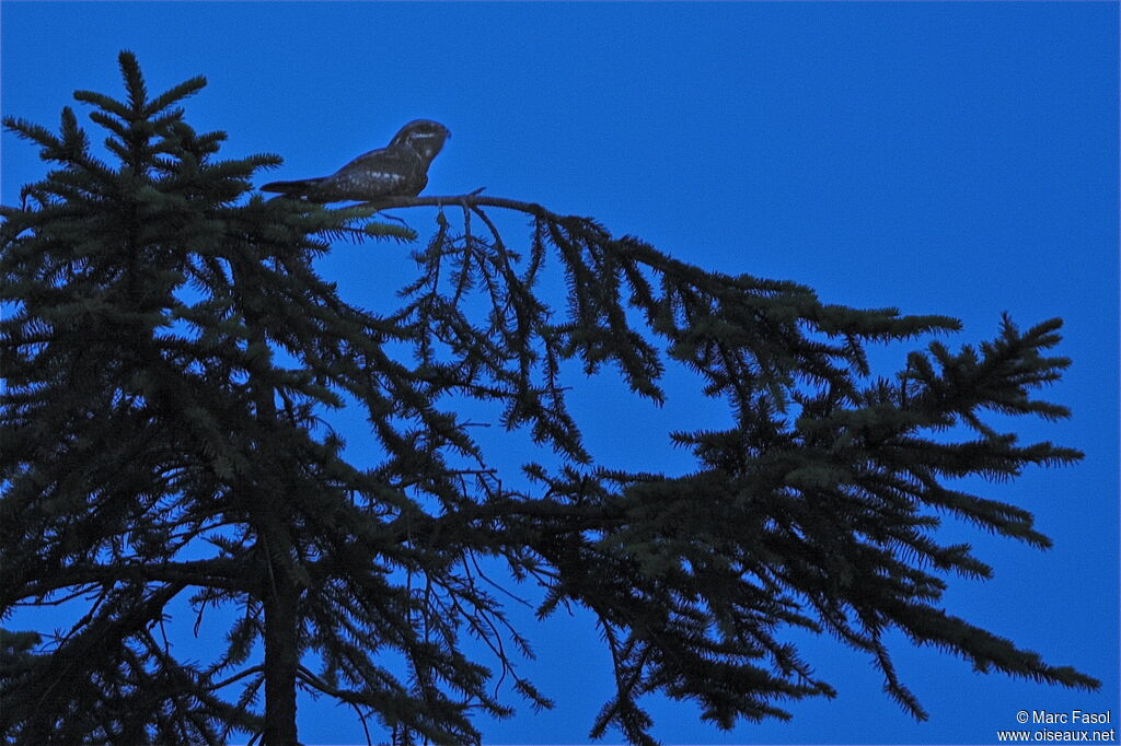 European Nightjar male adult breeding, song