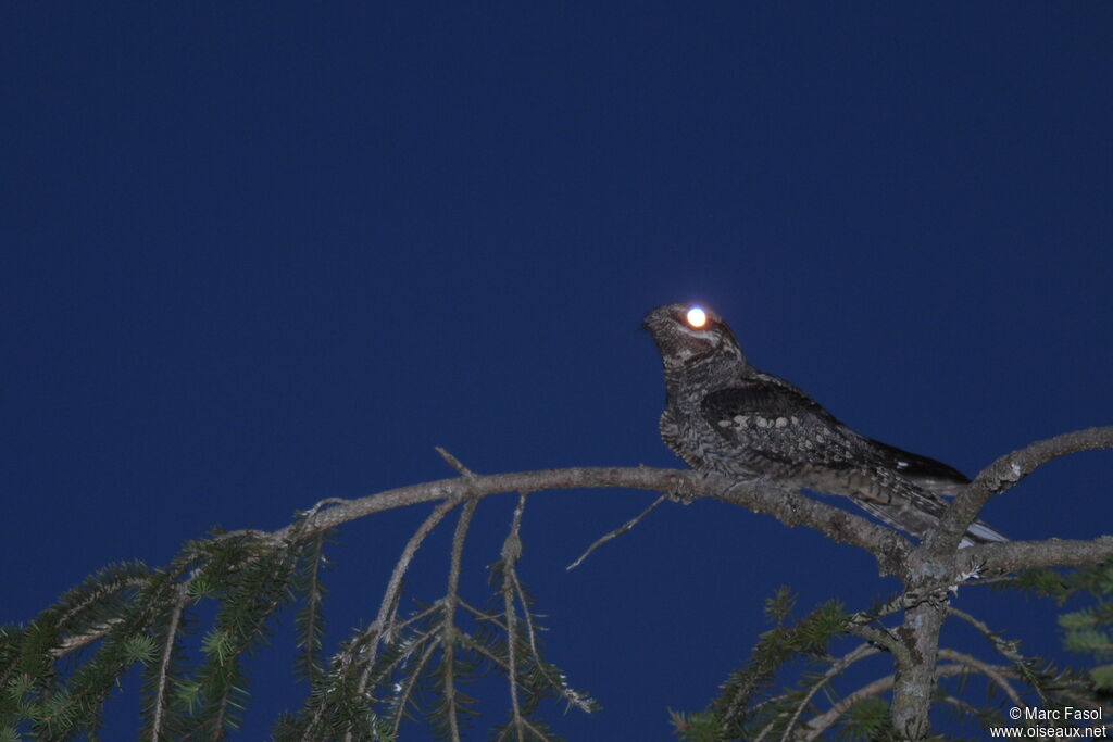 European Nightjar male adult breeding, identification, song