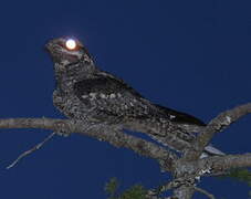 European Nightjar