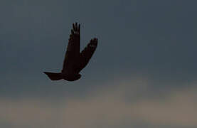 European Nightjar