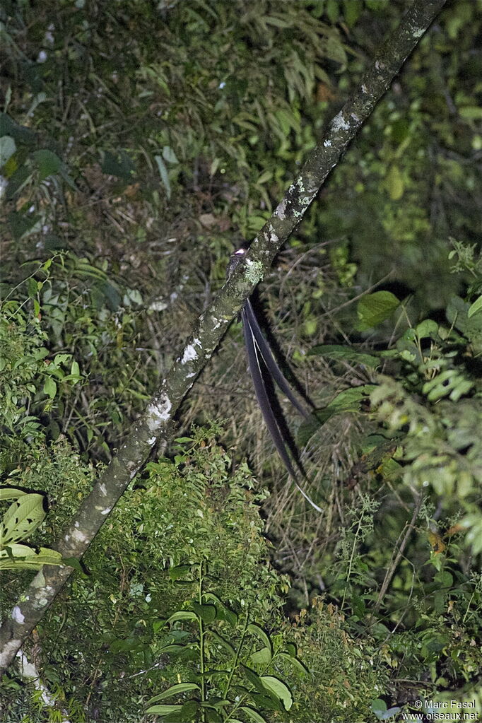 Lyre-tailed Nightjar male adult, identification, song