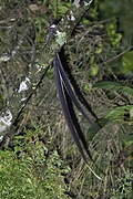 Lyre-tailed Nightjar