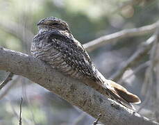 Lesser Nighthawk