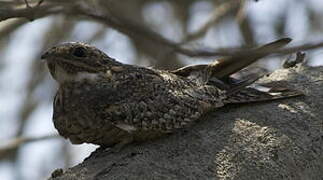 Lesser Nighthawk