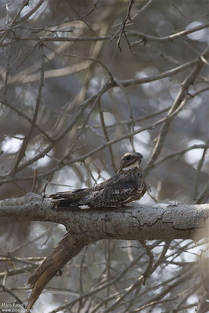 Lesser Nighthawk male adult, identification, Behaviour