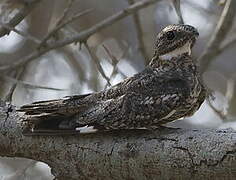 Lesser Nighthawk