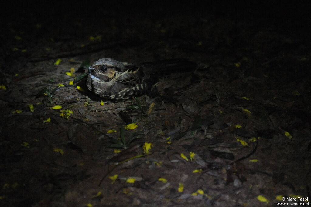 Pauraqueadult, Behaviour