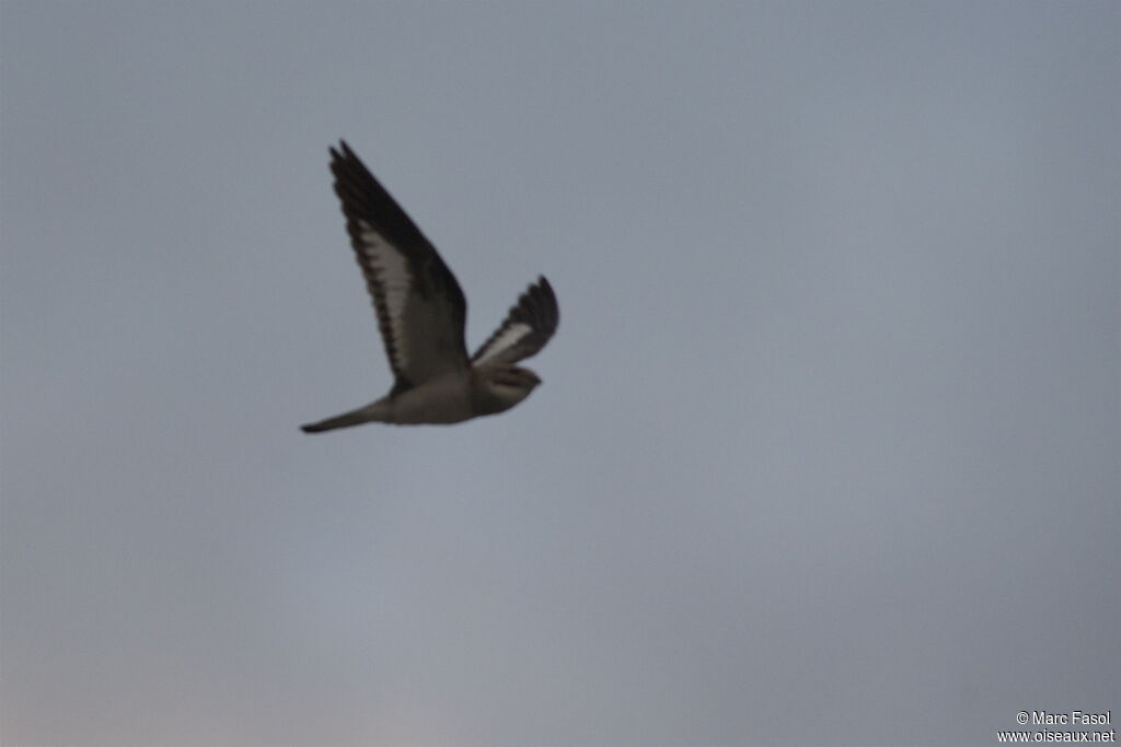 Sand-colored Nighthawkadult, Flight