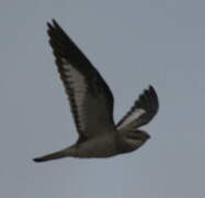 Sand-colored Nighthawk