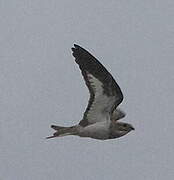 Sand-colored Nighthawk