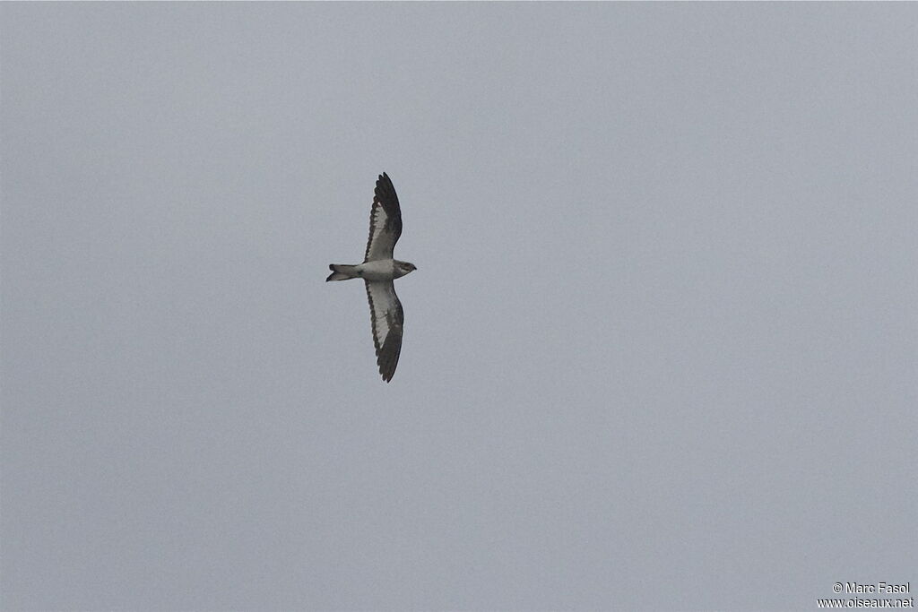 Sand-colored Nighthawkadult, Flight