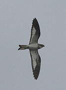 Sand-colored Nighthawk