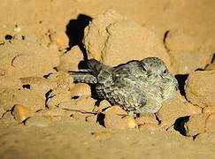 Ladder-tailed Nightjar