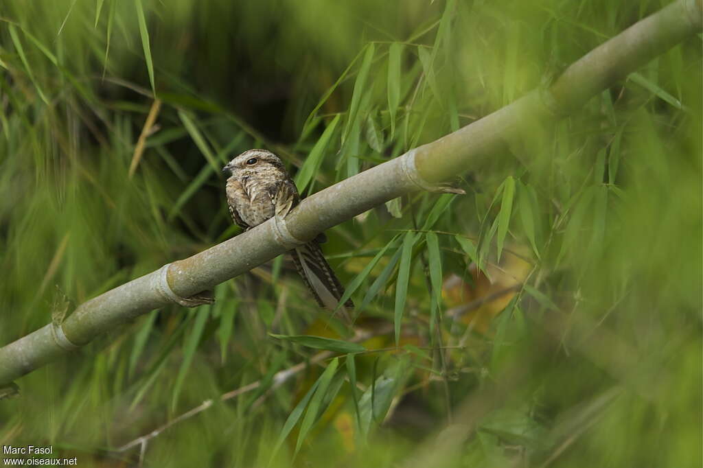 Ladder-tailed Nightjar male adult, pigmentation