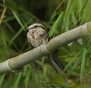 Ladder-tailed Nightjar