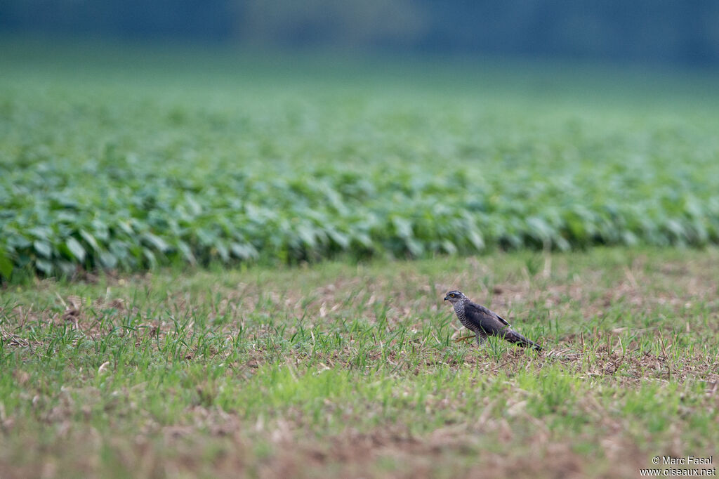 Épervier d'Europe femelle adulte, identification, pêche/chasse