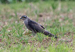 Eurasian Sparrowhawk