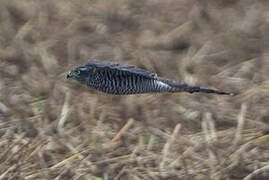 Eurasian Sparrowhawk