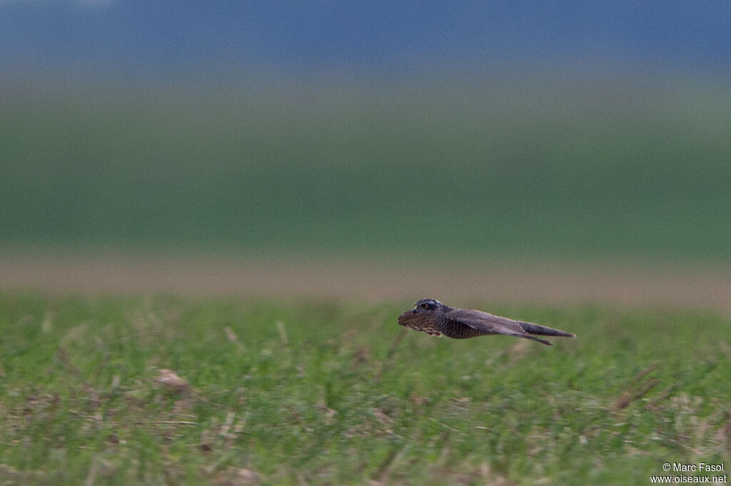 Épervier d'Europeadulte, identification, pêche/chasse