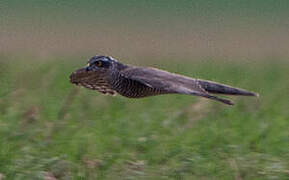 Eurasian Sparrowhawk