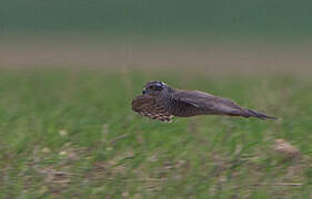 Eurasian Sparrowhawk