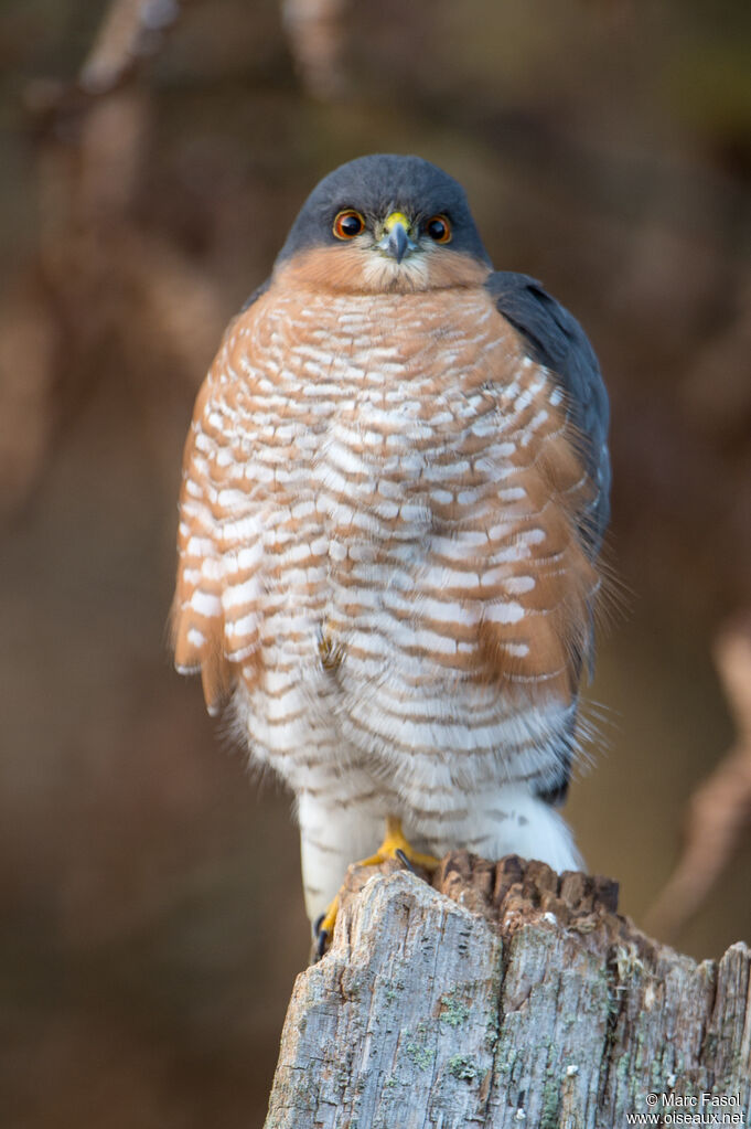 Eurasian Sparrowhawk male adult, identification