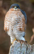 Eurasian Sparrowhawk