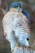 Eurasian Sparrowhawk