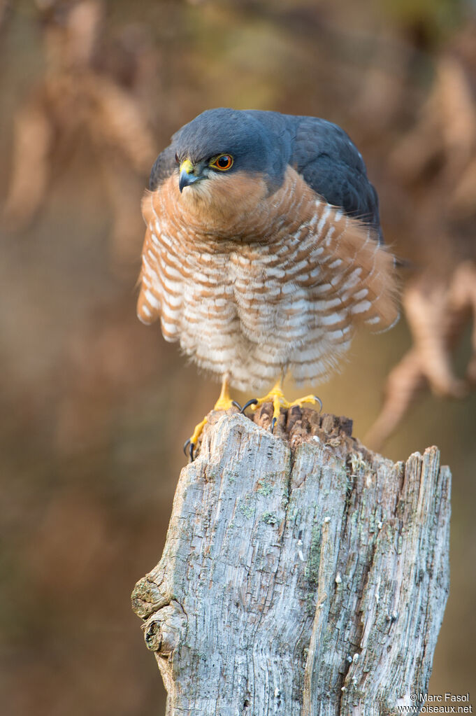 Eurasian Sparrowhawk male adult, identification