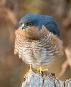 Eurasian Sparrowhawk