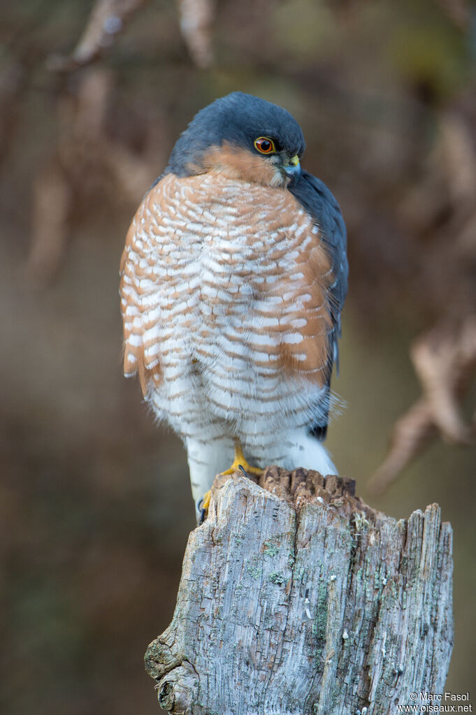 Eurasian Sparrowhawk male adult, identification