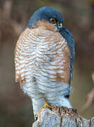 Eurasian Sparrowhawk